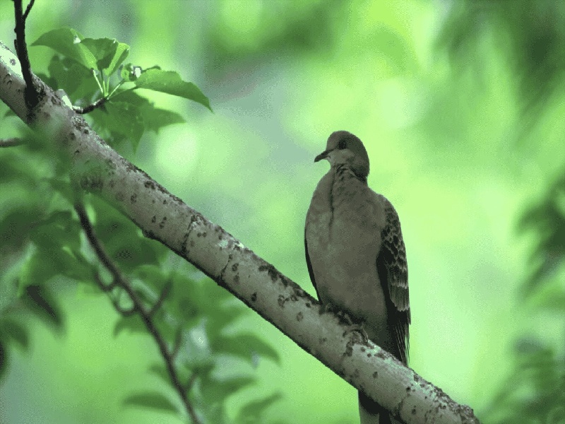 宽口试管瓶（生试管的婴儿）